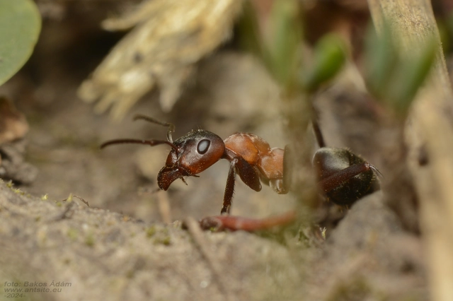 Formica sanguinea - vérvörös rablóhangya
