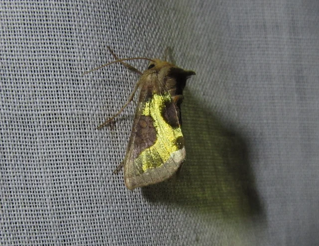 Diachrysia chrysitis - aranybagoly