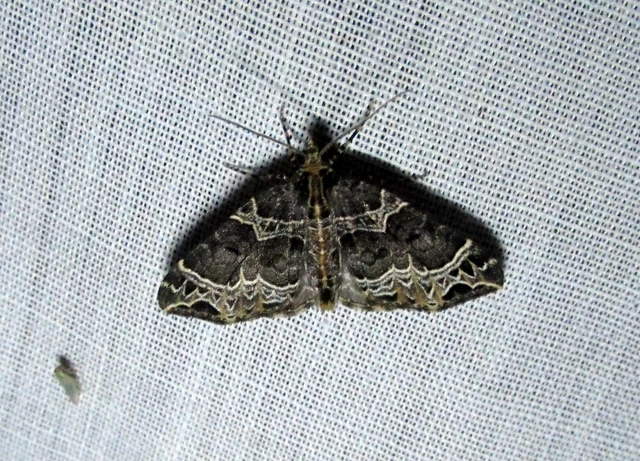 Ecliptopera silaceata - barna tarkaaraszoló