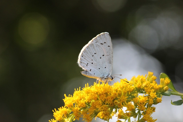 Celastrina argiolus - bengeboglárka