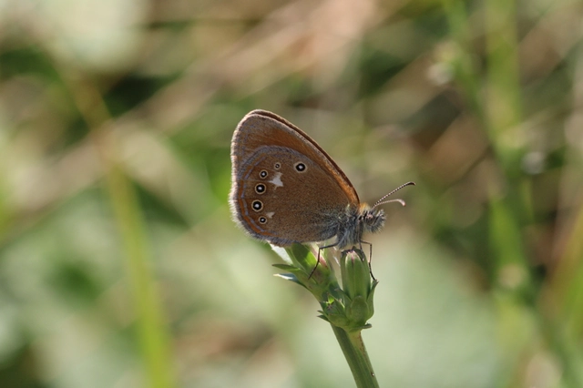 Coenonympha glycerion - közönséges szénalepke