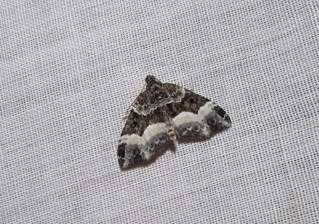 Euphyia unangulata - fogassávú tarkaaraszoló