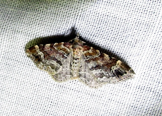 Xanthorhoe spadicearia - sávos tarkaaraszoló