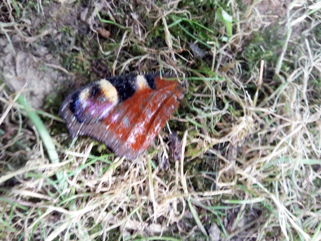 Nymphalis io - nappali pávaszem