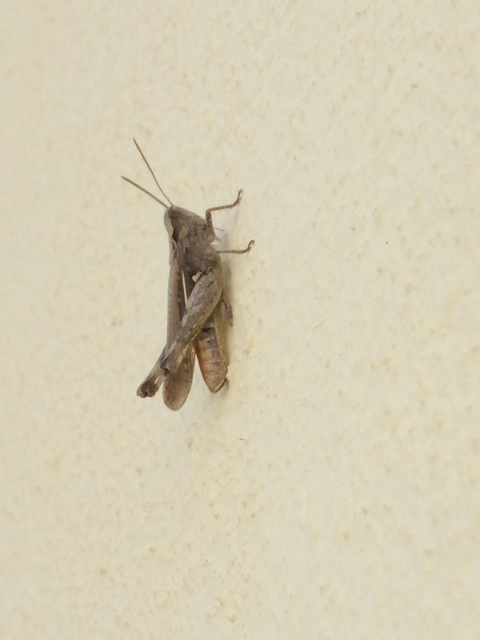 Chorthippus (Glyptobothrus) (subgenus)
