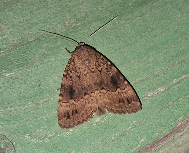 Amphipyra pyramidea - fahéjszínű bagoly
