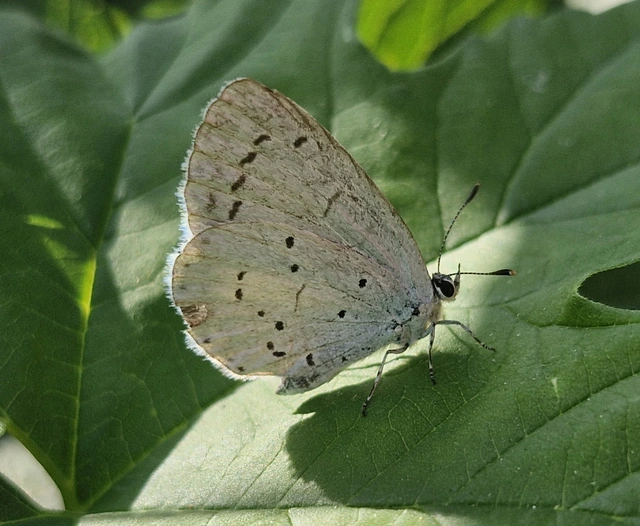 Celastrina argiolus - bengeboglárka