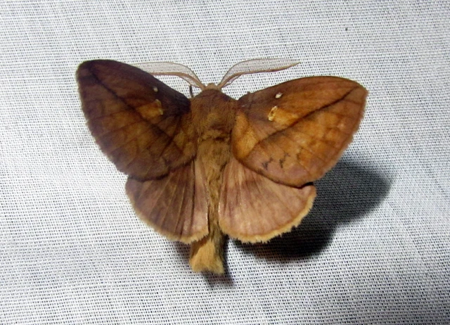 Euthrix potatoria - szomjas pohók