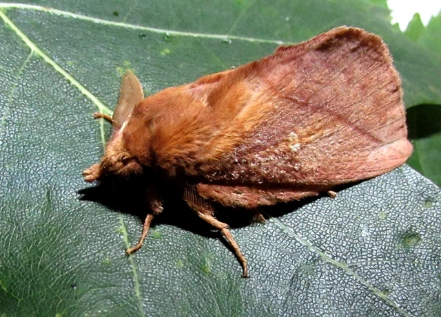 Euthrix potatoria - szomjas pohók