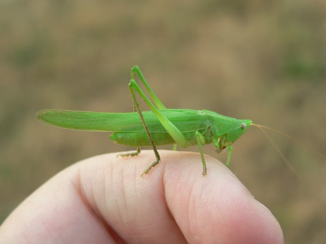 Ruspolia nitidula - nagy kúpfejűszöcske