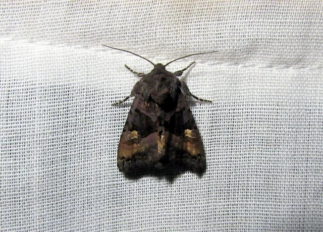 Euplexia lucipara - szeder-csipkésbagoly