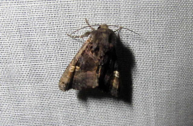 Euplexia lucipara - szeder-csipkésbagoly