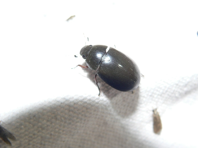 Hydrochara flavipes - sárgalábú csibor