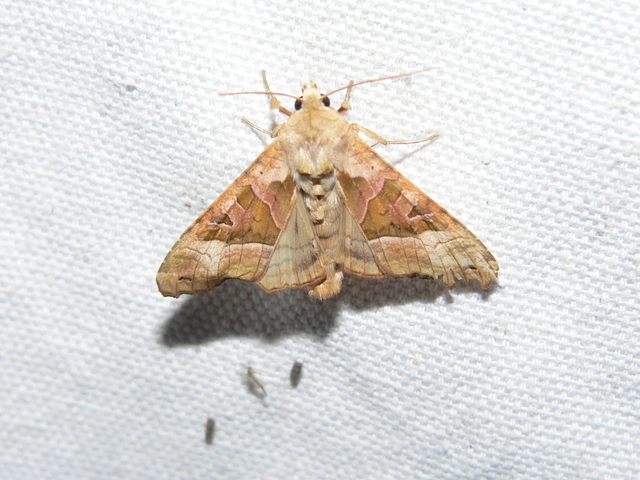 Phlogophora meticulosa - vándorló csipkésbagoly