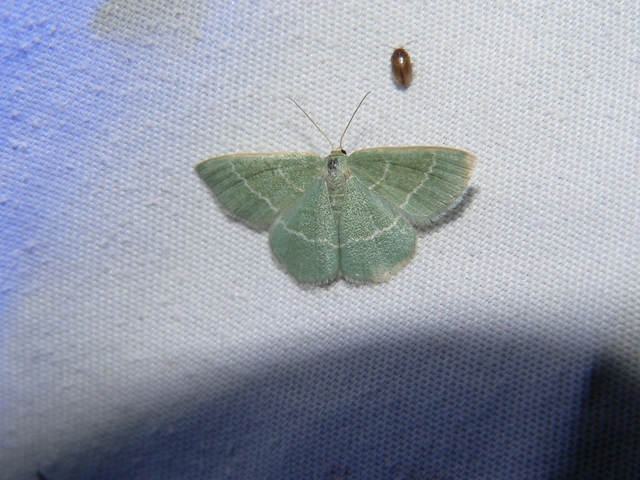 Chlorissa viridata - üdezöld araszoló