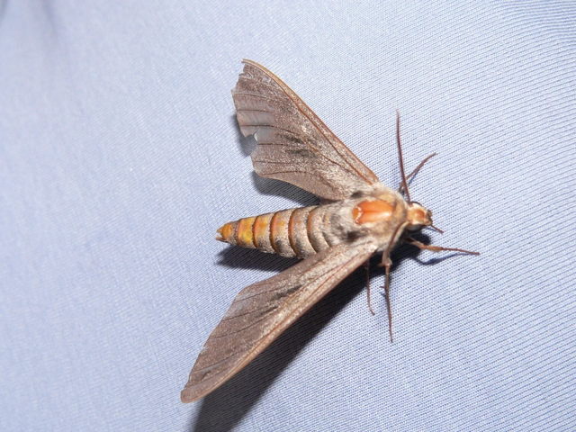 Hyloicus pinastri - fenyőszender