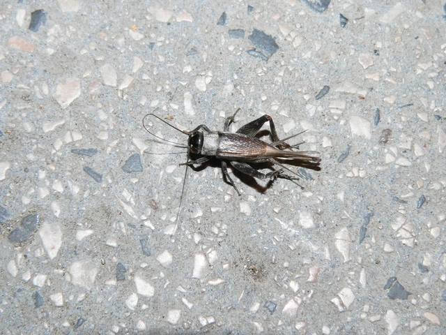 Eumodicogryllus bordigalensis - bordói tücsök