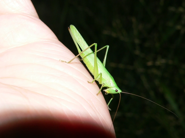 Ruspolia nitidula - nagy kúpfejűszöcske