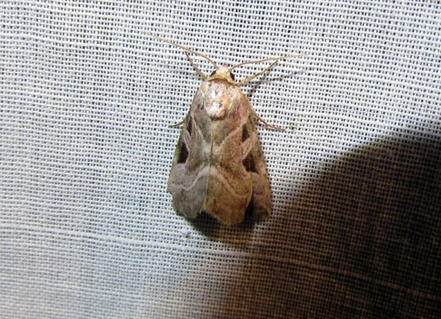 Eucarta virgo - mocsári ametisztbagoly