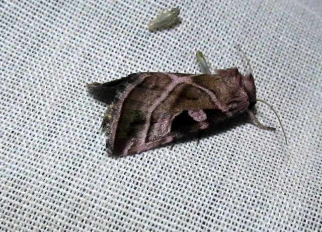 Eucarta virgo - mocsári ametisztbagoly