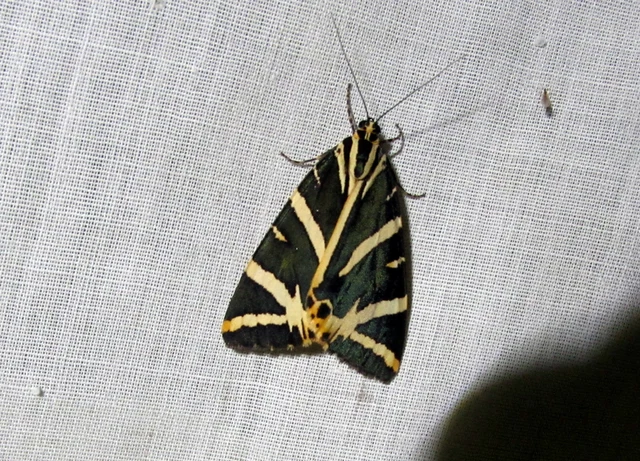 Euplagia quadripunctaria - csíkos medvelepke