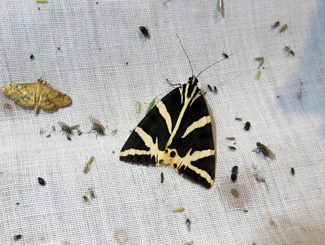 Euplagia quadripunctaria - csíkos medvelepke