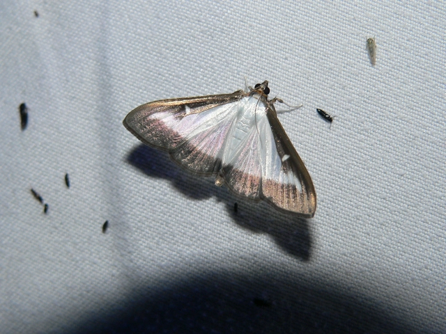 Cydalima perspectalis - puszpáng-tűzmoly