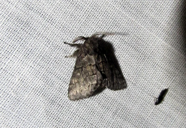 Gluphisia crenata - kormos púposszövő