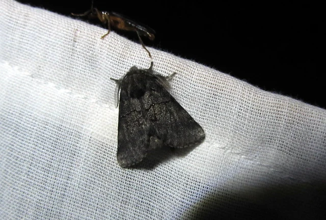 Gluphisia crenata - kormos púposszövő