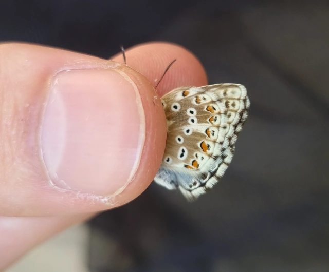 Polyommatus coridon - ezüstkék boglárka