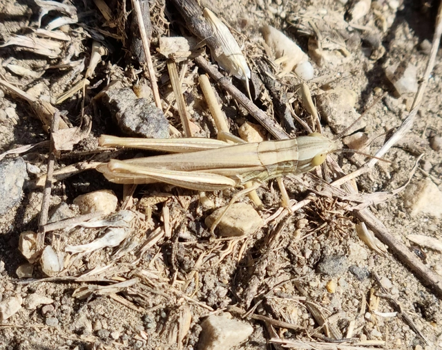 Euchorthippus pulvinatus - karcsú rétisáska