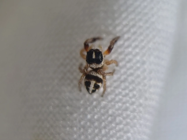 Pellenes nigrociliatus - csigás ugrópók
