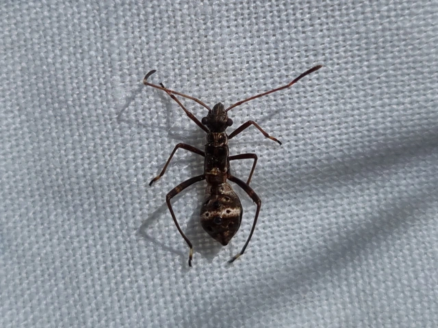 Camptopus lateralis - görbelábú karimáspoloska