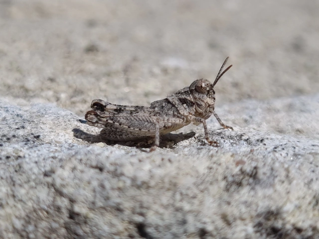 Acrotylus insubricus - önbeásósáska