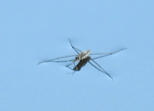 Gerridae - molnárpoloskák