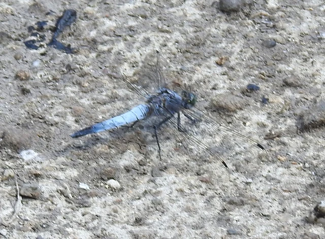 Orthetrum cancellatum - feketefarkú pásztorszitakötő