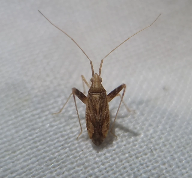 Phytocoris