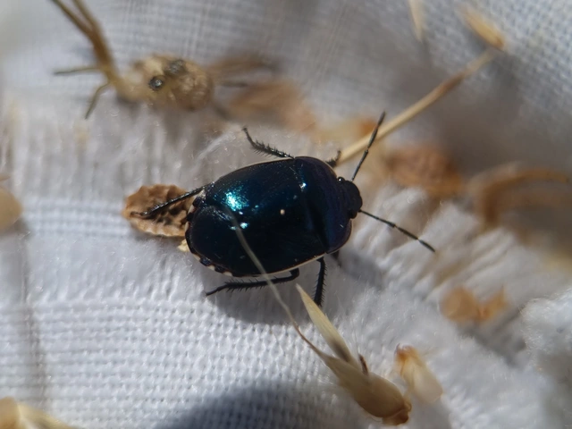 Canthophorus