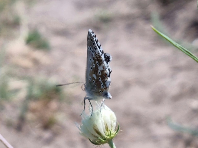 Polyommatus coridon - ezüstkék boglárka
