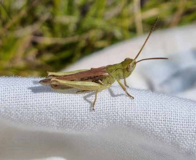 Chorthippus (Glyptobothrus) (subgenus)
