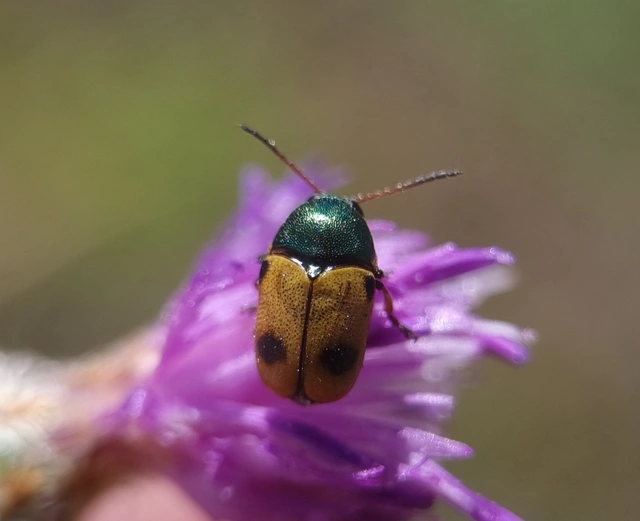 Cryptocephalus laetus - ékes zömökbogár