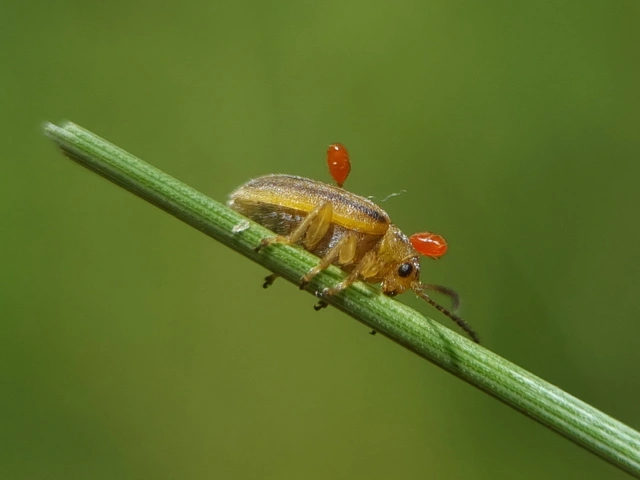 Ophraella communa - parlagfű-olajosbogár