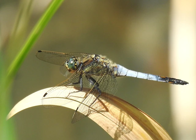 Orthetrum cancellatum - feketefarkú pásztorszitakötő