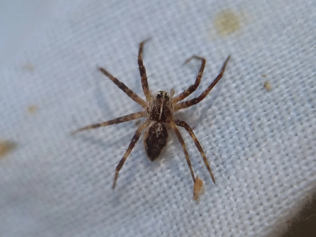 Pisaura mirabilis - csodáspók