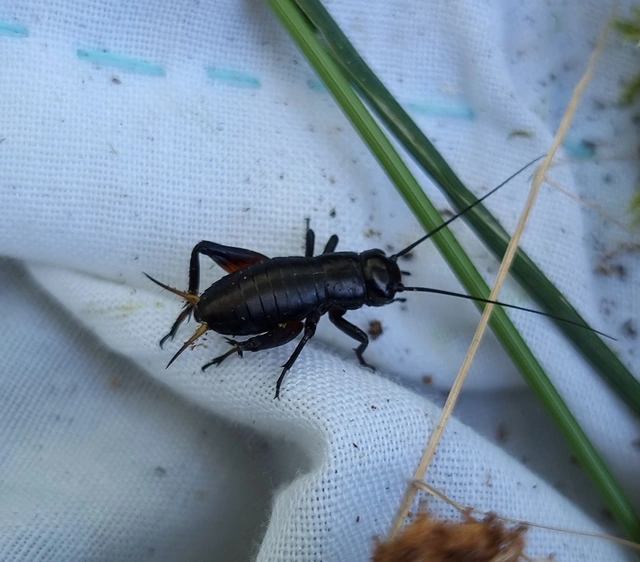 Gryllus campestris - mezei tücsök