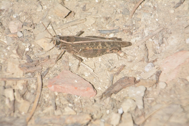 Calliptamus italicus - olaszsáska