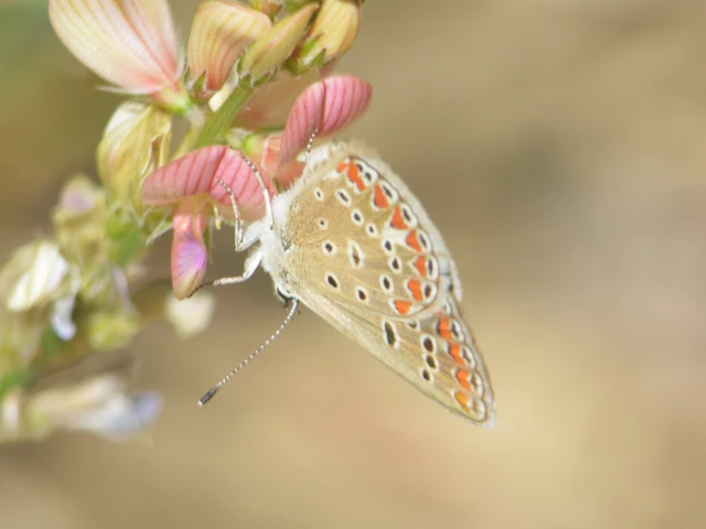 Polyommatus thersites - ibolyaszín boglárka