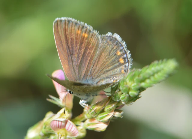 Polyommatus thersites - ibolyaszín boglárka