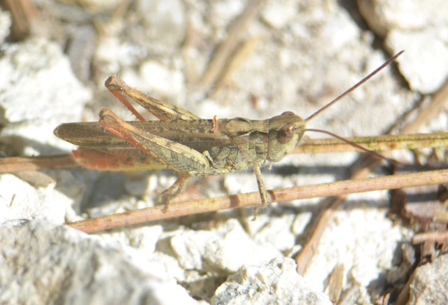 Chorthippus brunneus - közönséges tarlósáska