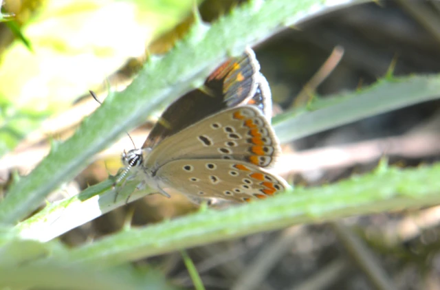 Polyommatus thersites - ibolyaszín boglárka